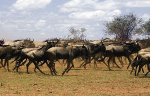 Wilderbeest Migration 